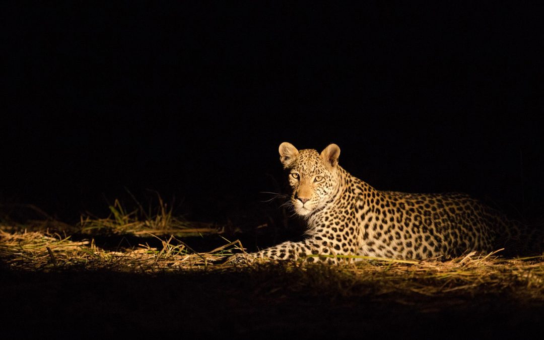 Night Game Drive with Bush Dinner