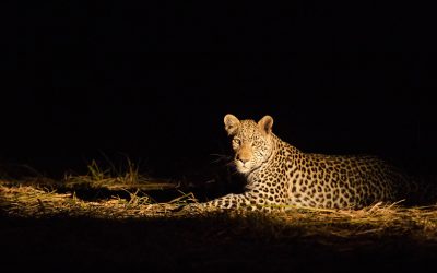 Night Game Drive with Bush Dinner